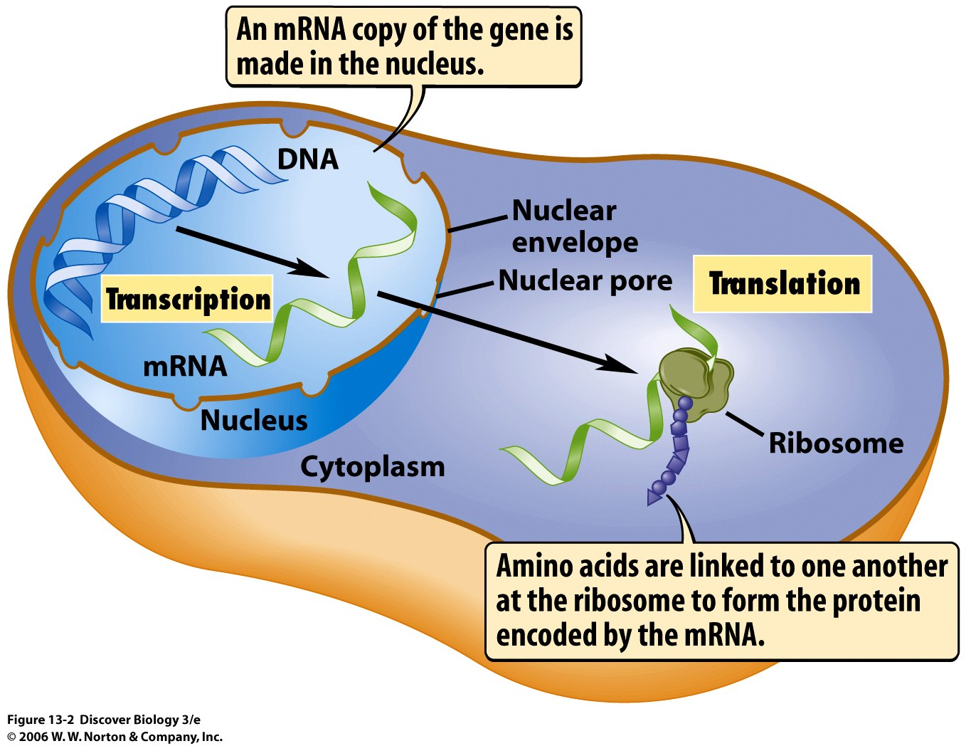 What Happens After The Mrna Is Produced